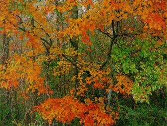 Thanksgiving And Autumn Desktop Wallpaper