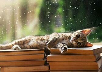 Animal Wallpaper Cool Pets Desktop Image World