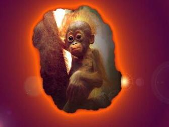 Desk Top Wallpaper Pc Crazy Monkey