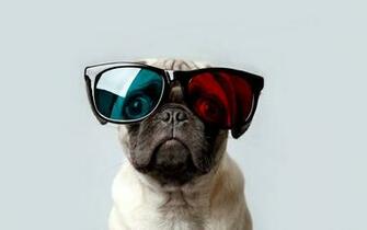 Pug Wallpaper For Walls HD