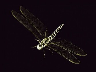Dragon Fly Wallpaper Stock Photos