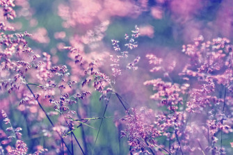 Violet Blossom Evocative Poster Photowall
