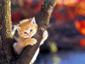 Baby Animals Image Kittens HD Wallpaper And