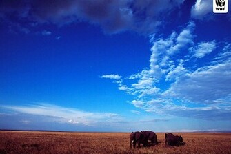 Wwf Wallpaper