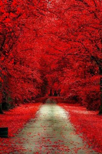 Forest Park Road Wallpaper