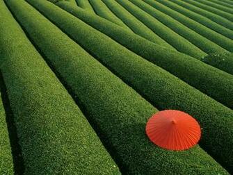 Tea Plantation Wallpaper X Net