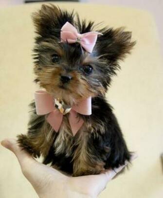 Cute Baby Teacup Yorkieschild Of Artemis