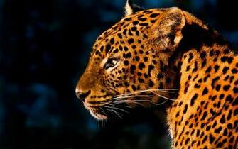 Leopard Desktop Wallpaper On Latoro