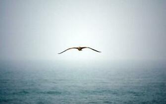 Animals Birds Flying Wallpaper For Desktop