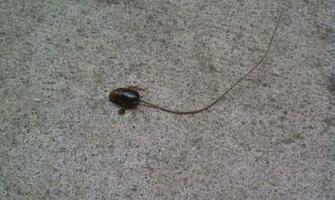 Water Bugs That Look Like Roaches Black Wallpaper