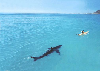 Shark Desktop Wallpaper