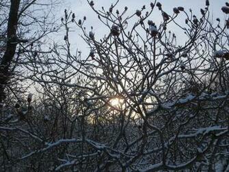 The Sunrise Ger Maine Florida Winter Scenes