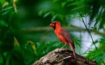 Cardinal Computer Wallpaper Desktop Background Id