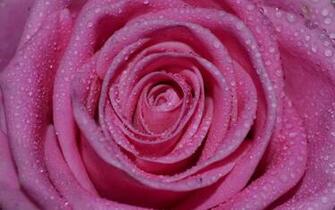 Bud Drops HD Wallpaper