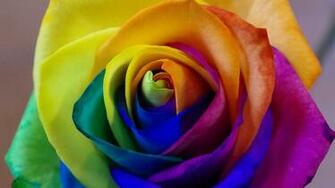 Rainbow Roses Wallpaper