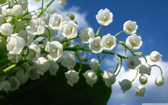Lily Of The Valley Desktop Wallpaper On