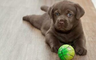 Labrador Wallpaper