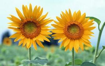 Flower Huge Collection Of Amazing High Resolution Wallpaper Photo