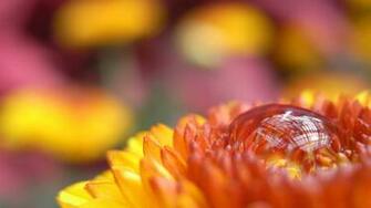 Drop Flower Macro Photography Wallpaper