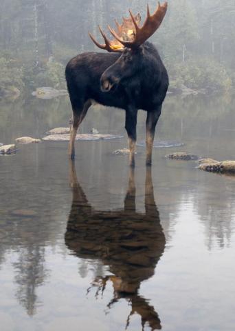 Bull Moose And Reflection