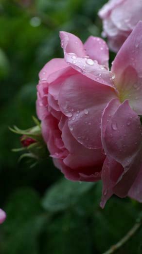Roses iPhone 5s Wallpaper