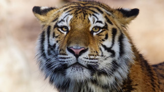 Tiger Wild Animal 4k HD Wallpaper Image