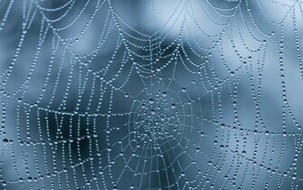 Wet Spider Web