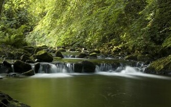 Serene Stream Wallpaper