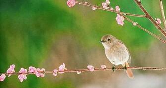 Bing Wallpaper February