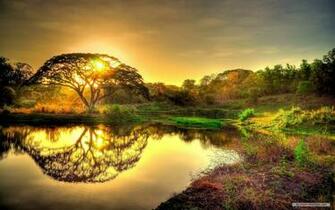 Wallpaper Nature Sunshine And Trees