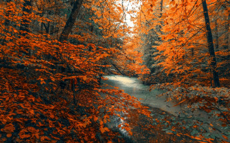 Wallpaper Tree Forest Nature Orange Branches