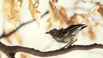 Mockingbird Wallpaper