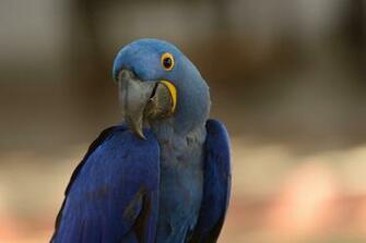 Tiere Hyacinth Macaw Wallpaper