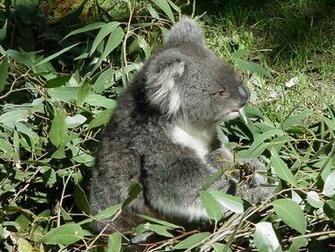 Australia Animal Koala Bear Car Tuning