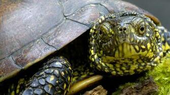 Wallpaper Tortoise Shell Head Full HD 1080p