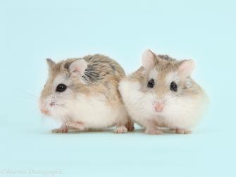 Roborovski Hamsters On Blue Background Photo Wp41652