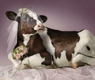 Cow HD Wallpaper Image For Full
