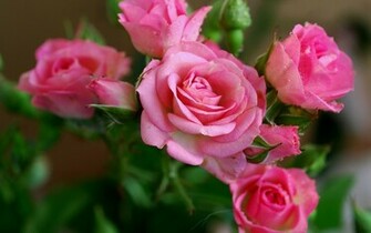 Pink Rose Flowers Nature Wallpaper HD For