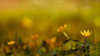 Spring Wallpaper