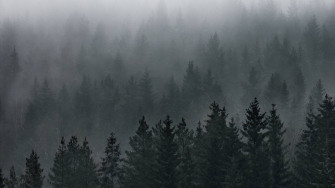 Forest Wallpaper