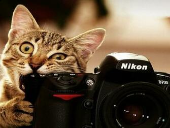 Cute Cat And Nikon Camera Funny Wallpaper HD