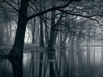 Mystic Park Dark Forest Sea Wallpaper