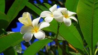 Jestingstock Exotic Tropical Flowers Wallpaper