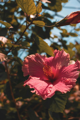 Hibiscus Aesthetic Wallpaper