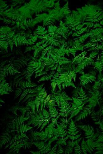 Green Pictures HD Image