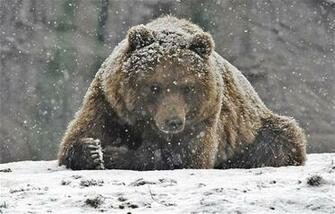 Welcome To Animal Cognizance Animals Living Through Winter