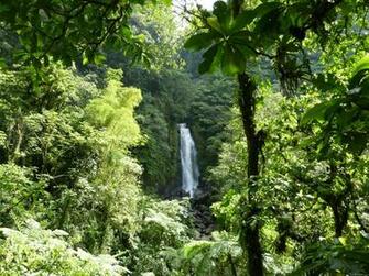 Tropical Rainforest Wallpaper