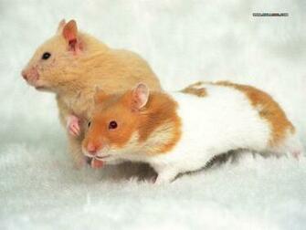 Cute Hamster Wallpaper