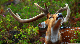 Wild Deer Picture Wallpaper