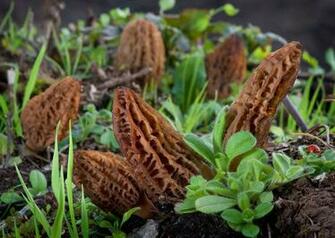 Morel Mushroom Growing Image